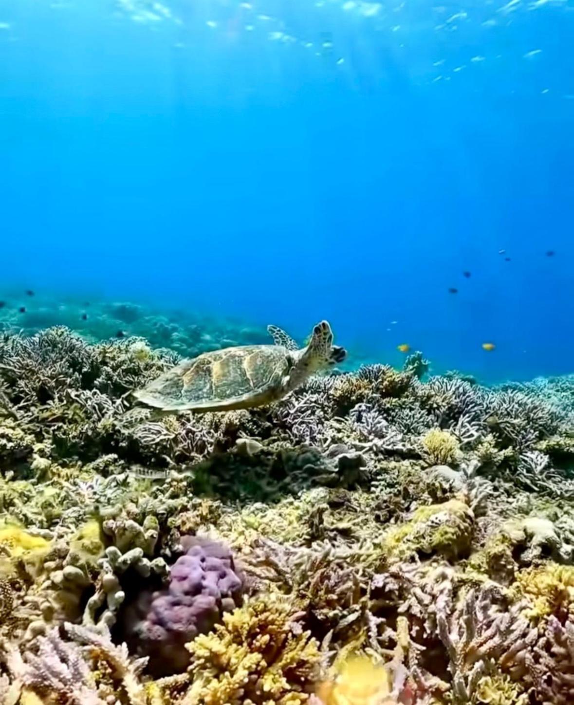 Alibaba Gili Air